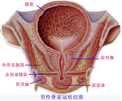 怎样才能治疗前列腺