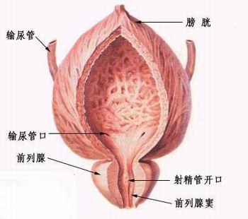 怎样才能治疗前列腺