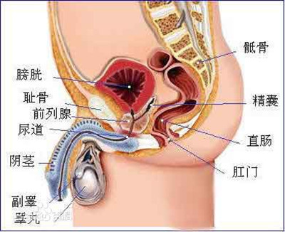 睾丸涨疼痛是怎么回事