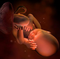 怀孕34周胎儿发育情况怎么样？
