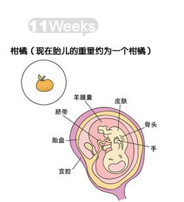 怀孕11周胎儿发育情况