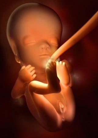 怀孕11周胎儿发育情况