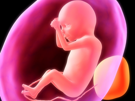 胎儿不发育的原因