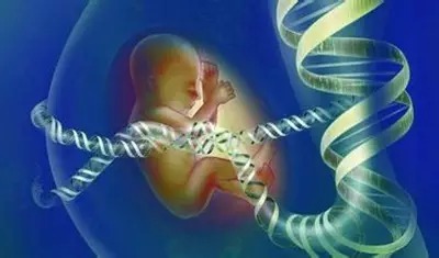 为什么胎儿会停止发育