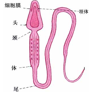 男人 请这样呵护你的精子