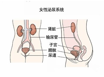 女人腰酸是什么原因引起的