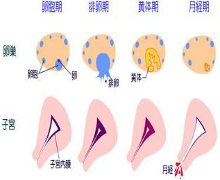 月经频繁“迟到”咋回事