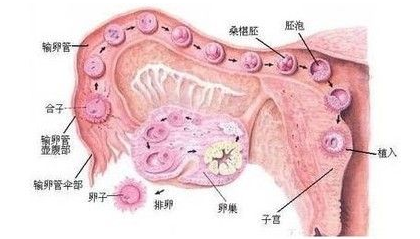 卵巢囊肿怎么引起的呢