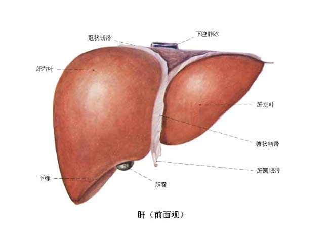 老年人如何预防肝病