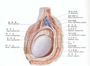 睾丸发硬怎么回事